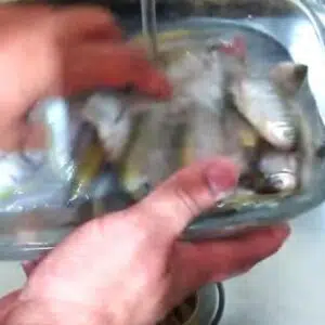 lavando o lambari em agua corrente