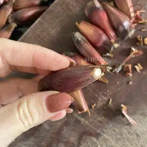 cortando a ponta do pinhao para cozinhar